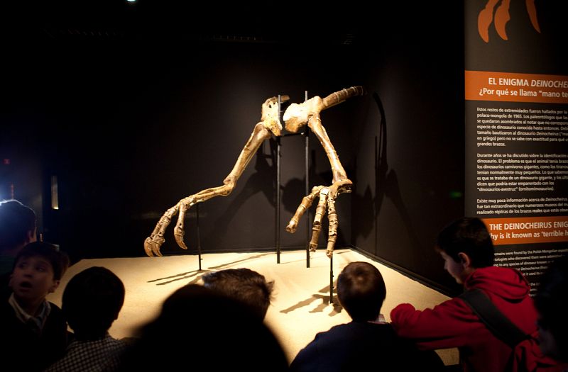 La pieza que más éxito ha tenido entre los niños de este colegio es el Deinocheirus(mano terrible), apodado Manostijeras por sus terroríficas uñas de 60 centímetros.