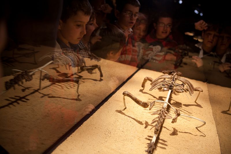 La exposición incluye también restos fósiles de animales que convivieron con los dinosaurios, como los cocodrilos o las tortugas.