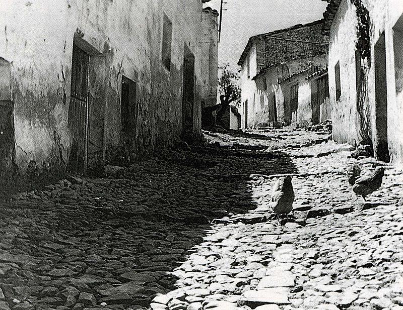 Unas gallinas en una calle empedrada de Salobre