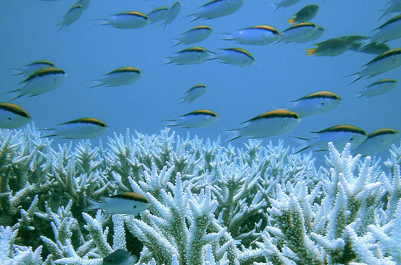 Los corales de la Gran Barrera están amenazados por el cambio climático.