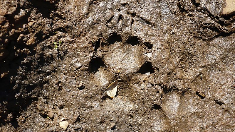 Otra de las fotos que nos ha enviado José Herencia es ésta, que ha titulado 'La huella del lobo'. Se observa claramente la pisada de un ejemplar adulto que ha quedado recogida en el barro.