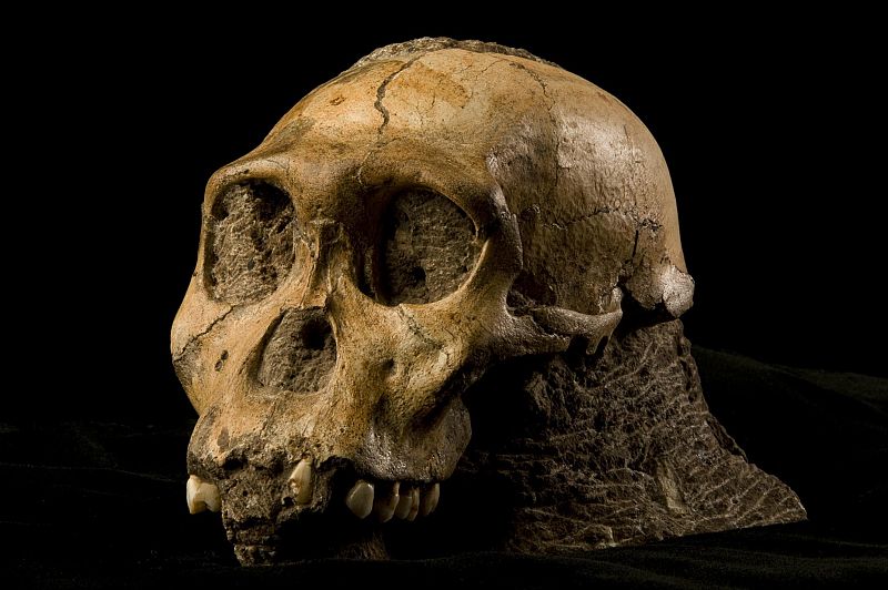 Cráneo del nuevo homínido descubierto en Sudáfrica