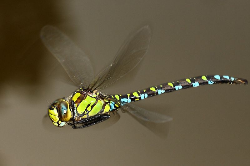 La última de las fotografías de Segio González Ahedo, esta vez una libélula en vuelo.