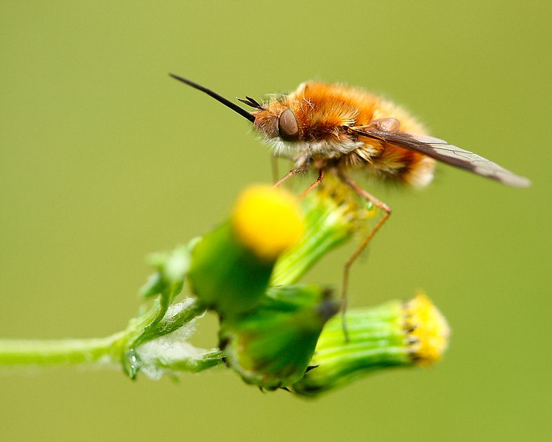 Otra de las fotografía de Sergio González Ahedo, ahora un pequeño invertebrado, posándose en una flor.