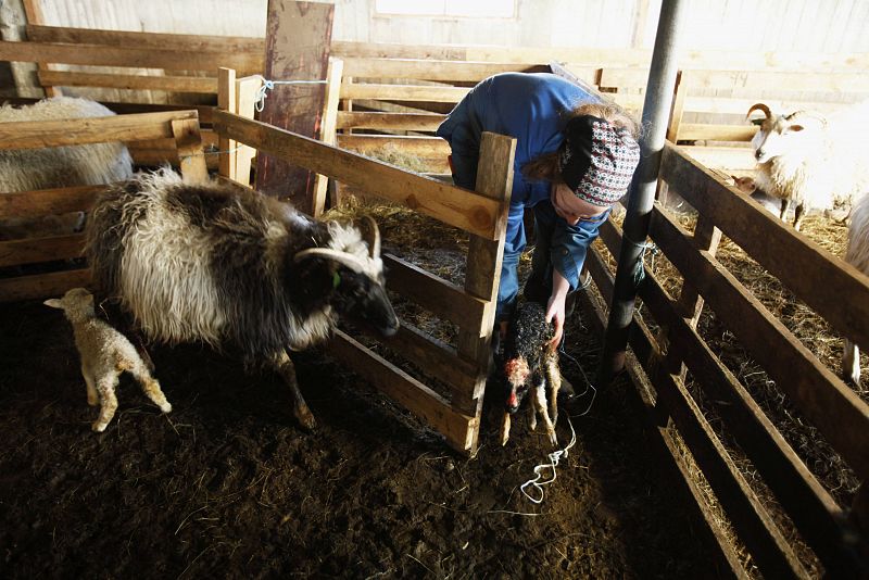 Sheep farmer Anna Runoltsdottir tries to get a ewe to accept her newborn lamb in Eyjafjallajokull