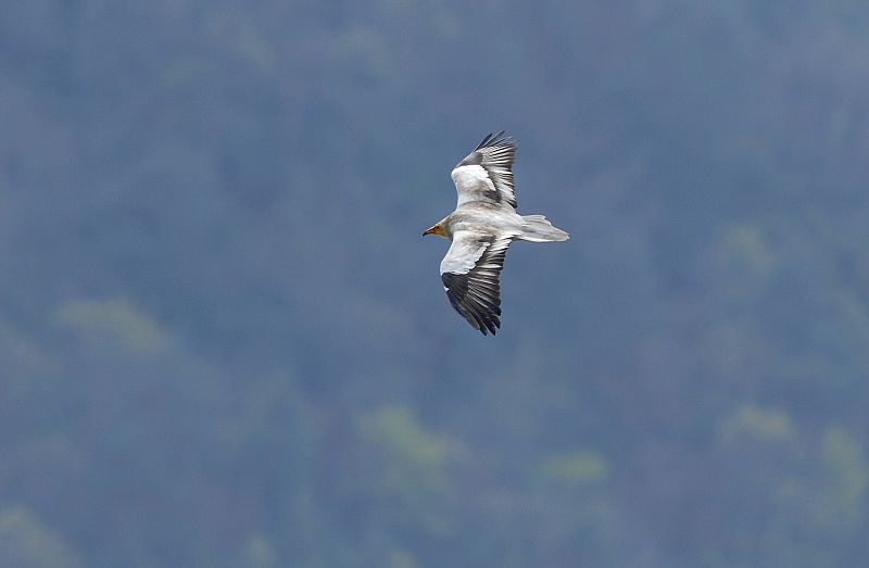 Un alimoche en pleno vuelo