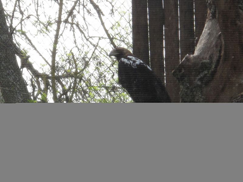 Una de las imperiales presentadas esta mañana en el Zoo de Madrid.