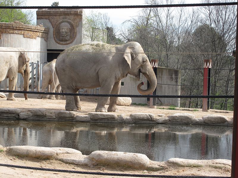 Un ejemplar de elefante asiástico bebiendo agua