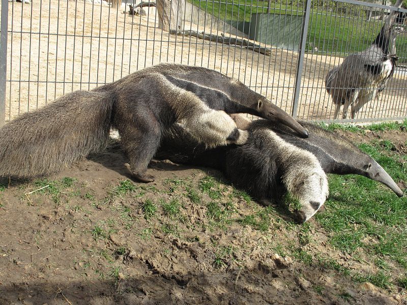 Un oso hormiguero, uno de los ejemplares más singulares de la fauna animal