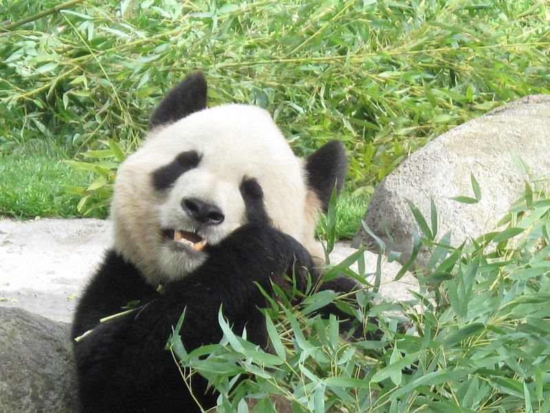 Oso panda gigante