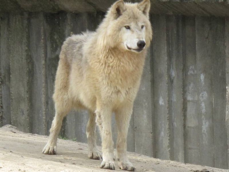 Un lobo de Alaska atento a todos los movimientos