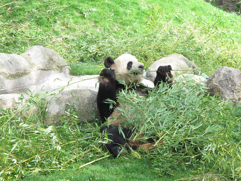 Uno de los dos osos pandas gigantes que se pueden ver en el Zoo de Madrid