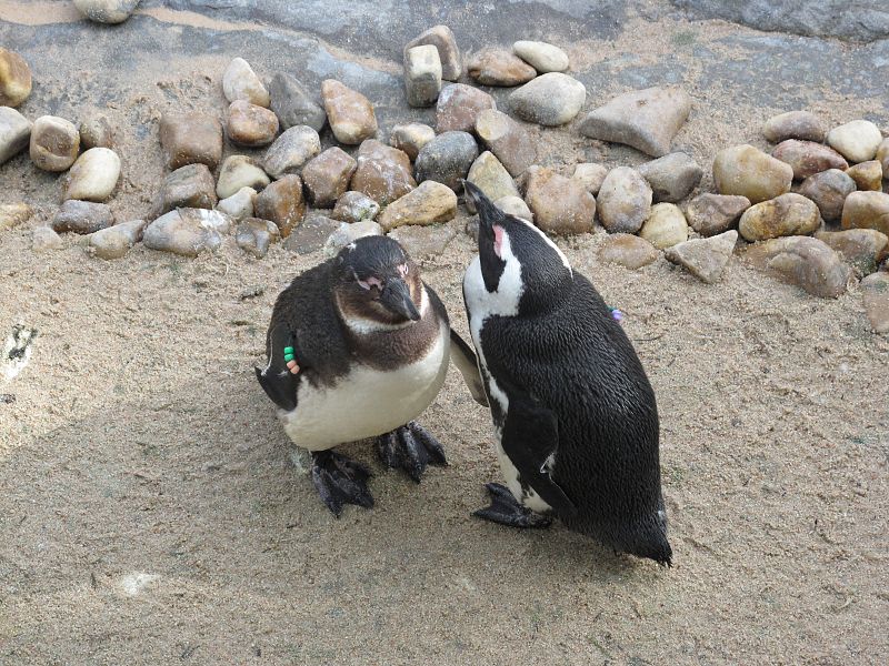 Pingüinos de Humboldt