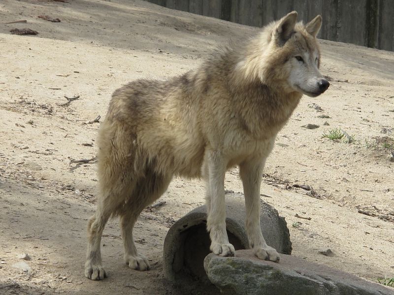 Un ejemplar de lobo de Alaska