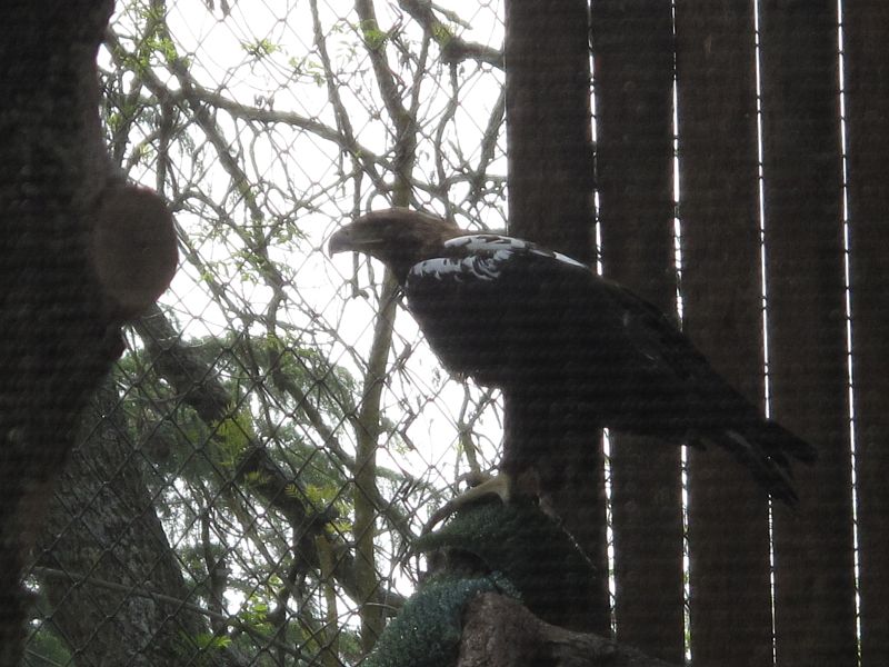 Uno de los ejemplares de águila imperial cedidos por el MARM al Zoo de MAdrid