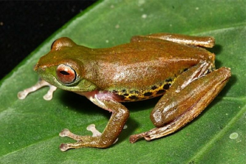 La rana de Borneo que cambia de color (2)