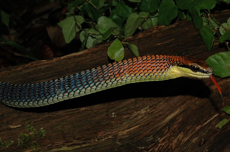 Serpiente de lengua roja (3)