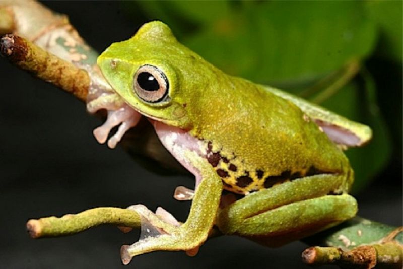 La rana de Borneo que cambia de color