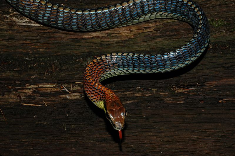 Serpiente de lengua roja (2)