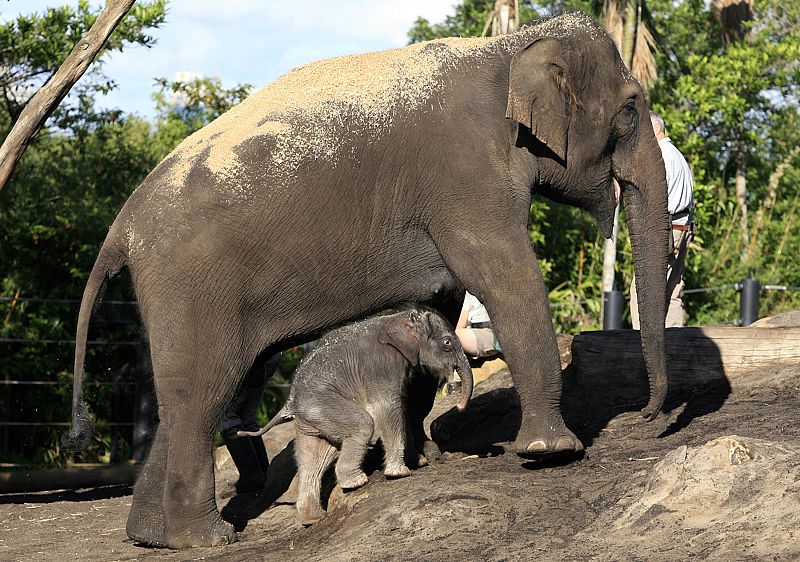 Un cachorro de elefante recién nacido caminando pegado a su madre en Australia.