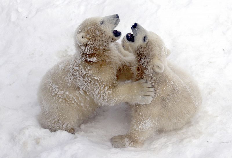 Dos cachorros de osos polares de sólo seis meses jugando en la nieve en San Petersburgo.