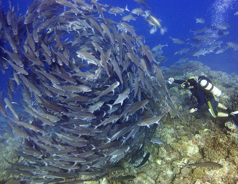 Un buceador aproximándose a un banco de peces en espiral, en la isla malasia de Layang Layang.