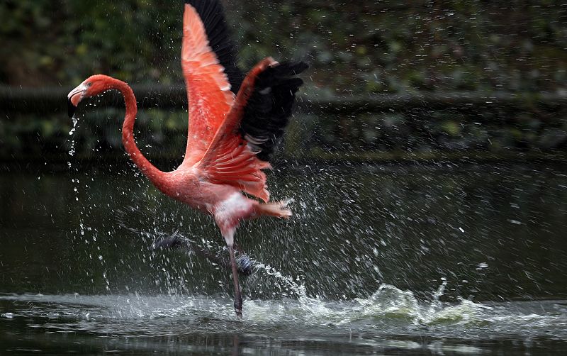 Un flamenco caribeño corriendo por encima del agua.