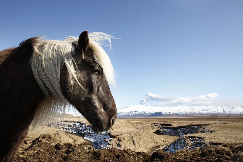 Un caballo islandés pace tranquilamente próximo al volcán Eyjafjallajokull.