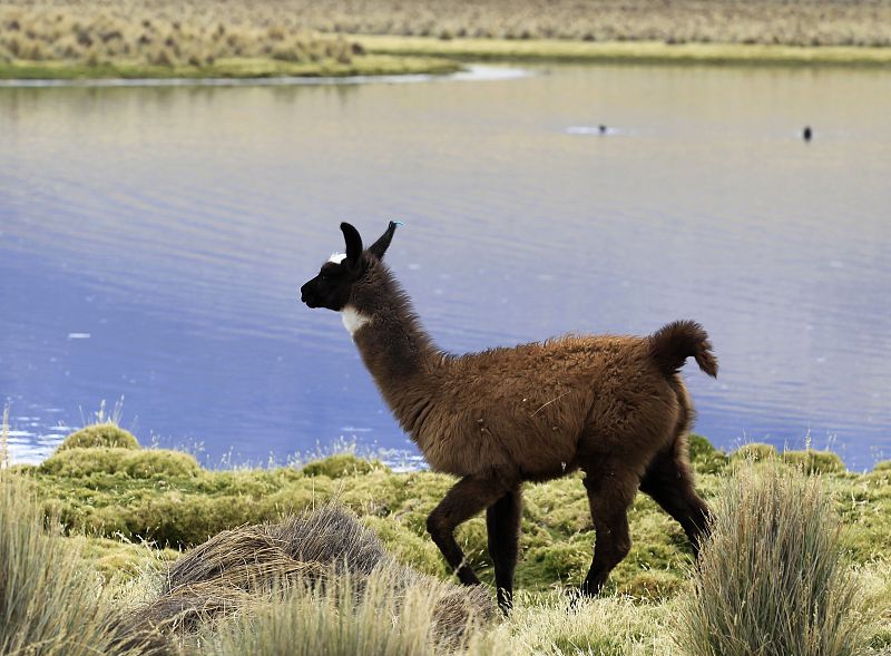 Una llama al pie del volcán extinguido de Sajama, Bolivia.