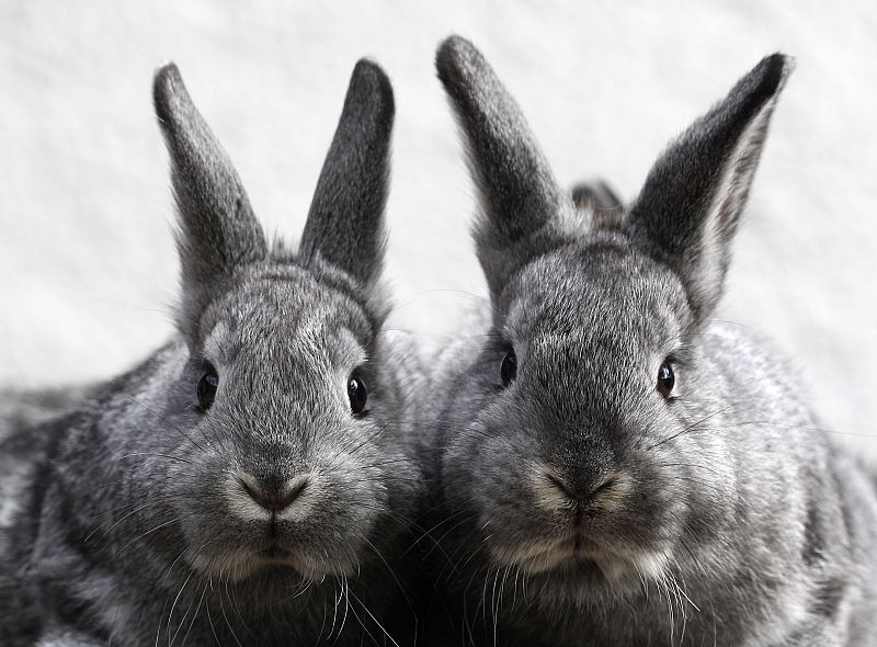 Dos chinchillas de ocho semanas de edad en el norte de Munich, Alemania.