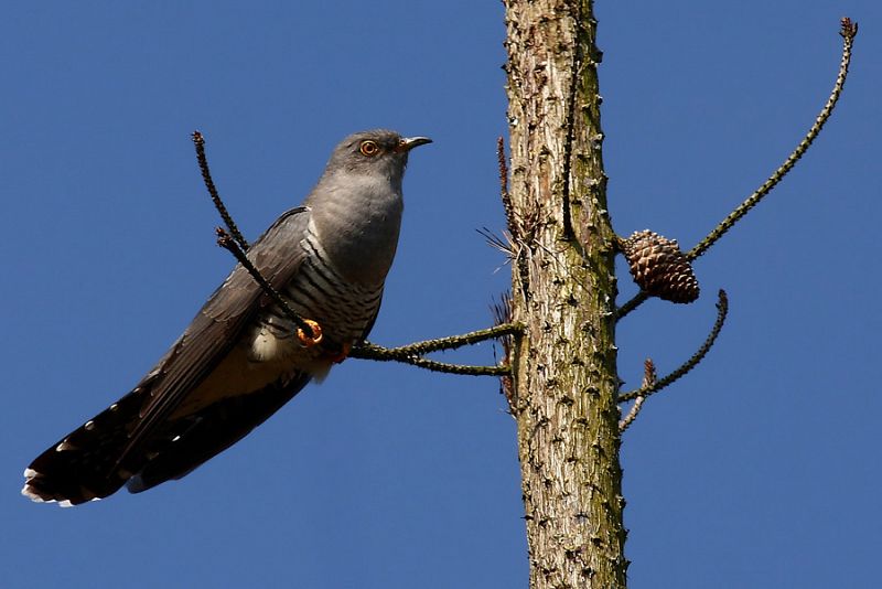 Un cuco en el Valle de Karrantza (Bizkaia)