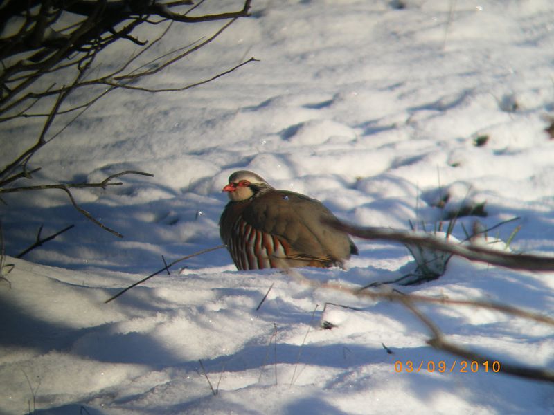 La perdiz y la nieve