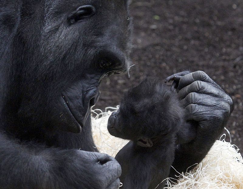 Una madre gorila mirando a su bebé recién nacido.