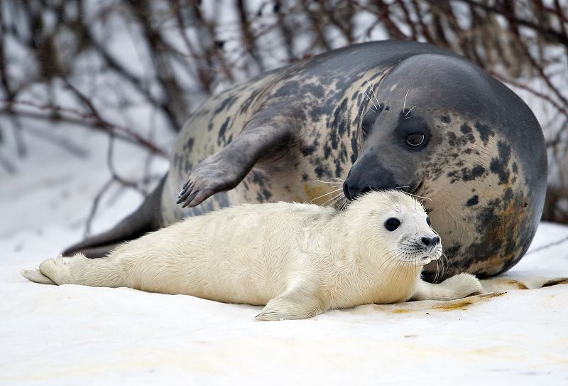 Una foca gris, recién nacida, tendida al lado de su madre 'Laura'.