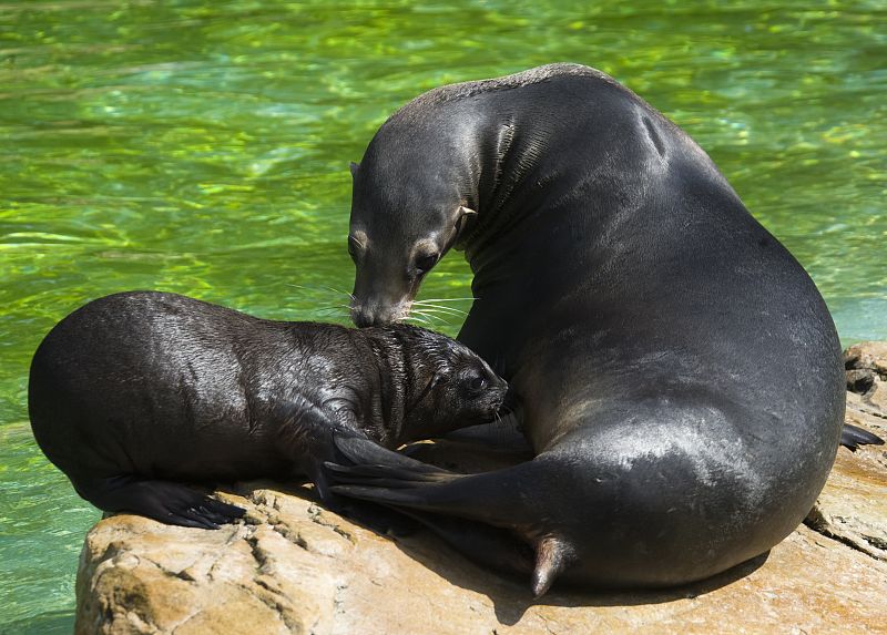 Una hembra de león marino alimenta a su bebé de mes y medio.
