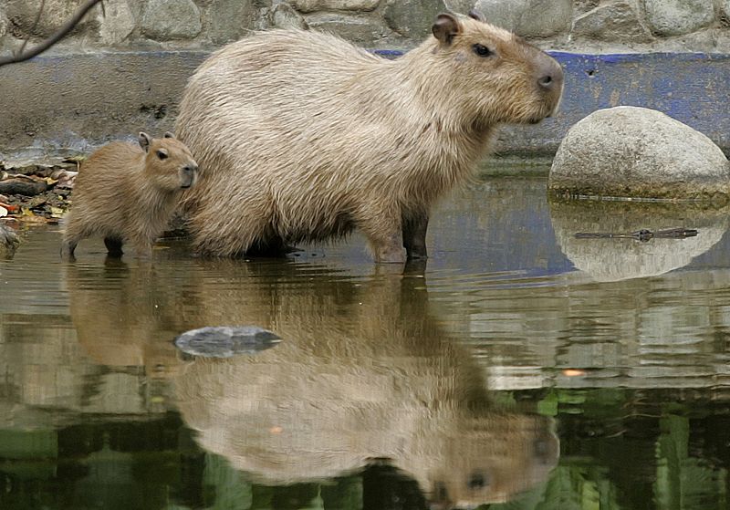 Una capibara (el roedor más grande del mundo) de 15 días de edad siguiendo a su madre.