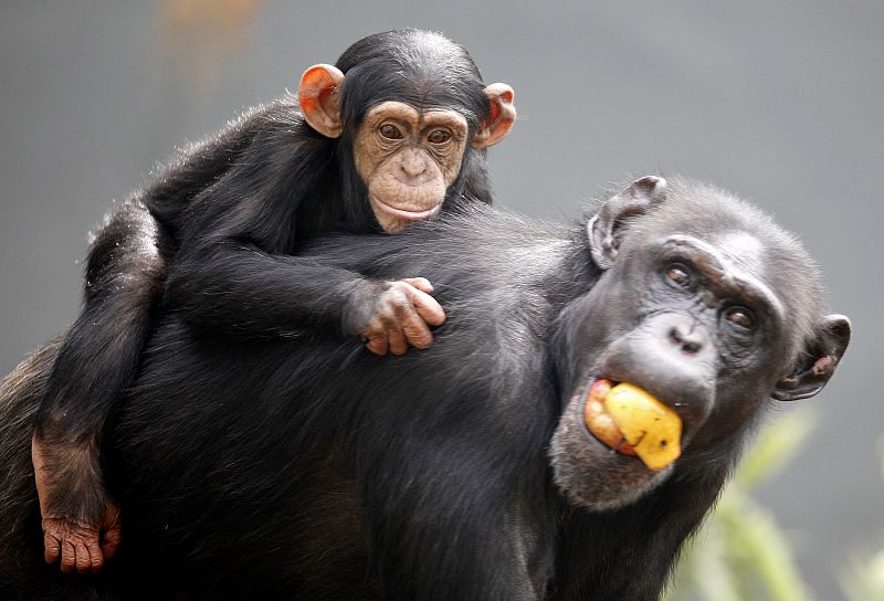 Un cachorro de chimpancé (Sembre) descansando tranquilamente encima de su madre.