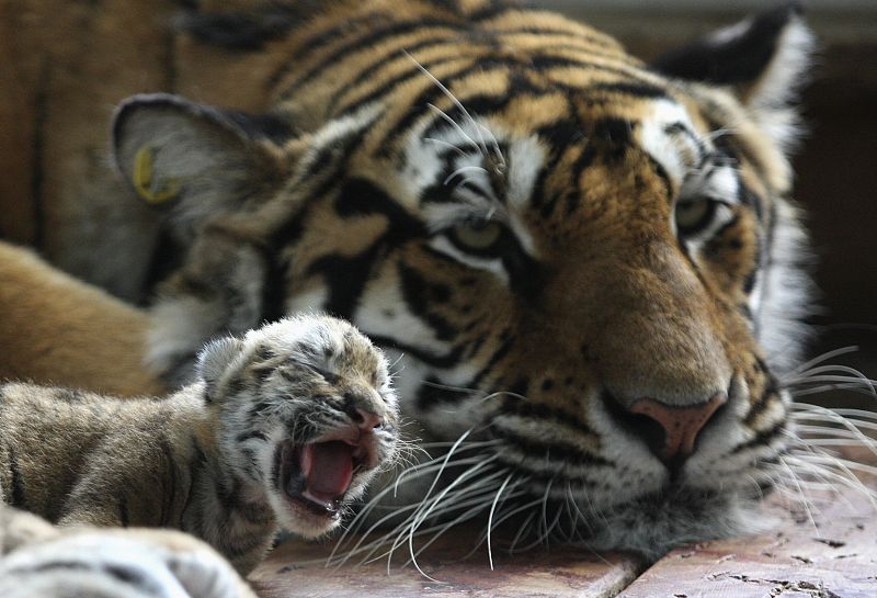 Un cachorro de tigre siberiano rugiendo al lado de su madre.