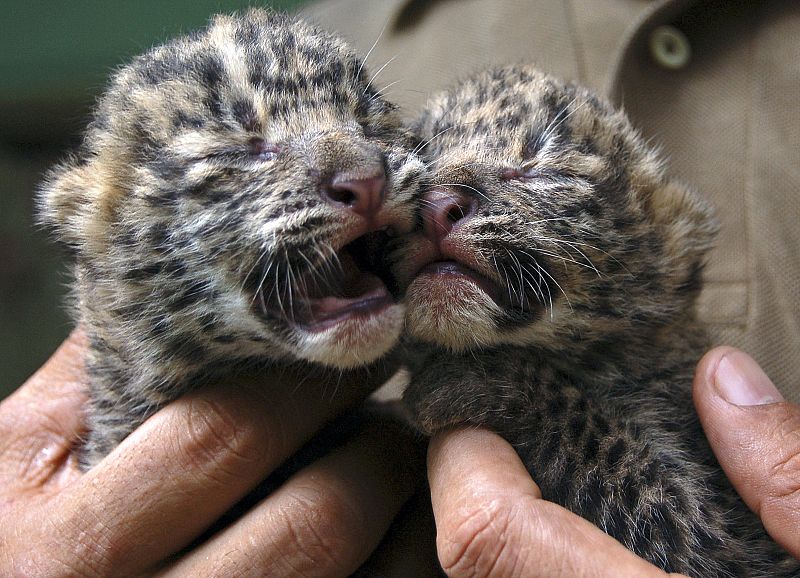 Una cría de leopardo de sólo tres días.