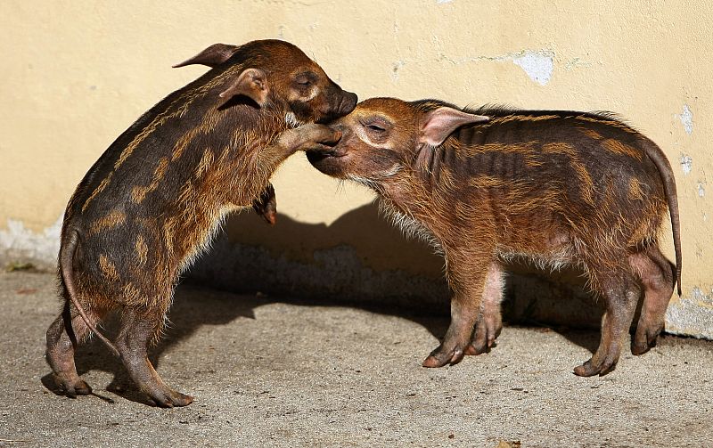 Los cerditos Sammi y Becca jugando juntos.