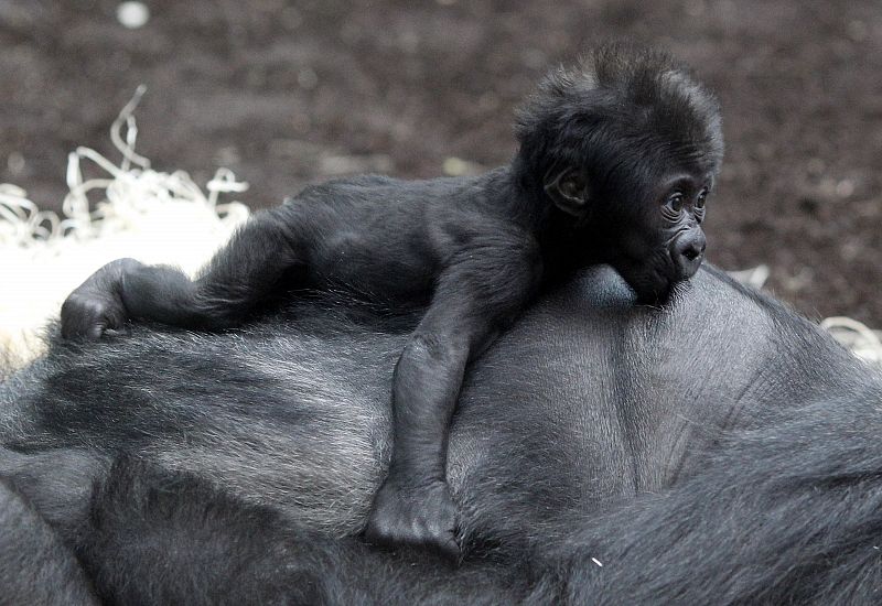 Un bebé gorila, Kajolu, alimentándose del pecho de su madre.