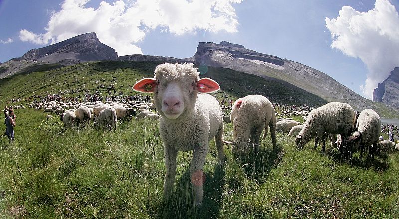 Una oveja recién nacida, pastando.