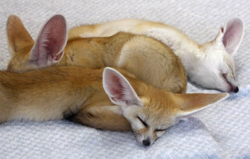 Un cachorro fénec durmiendo. 