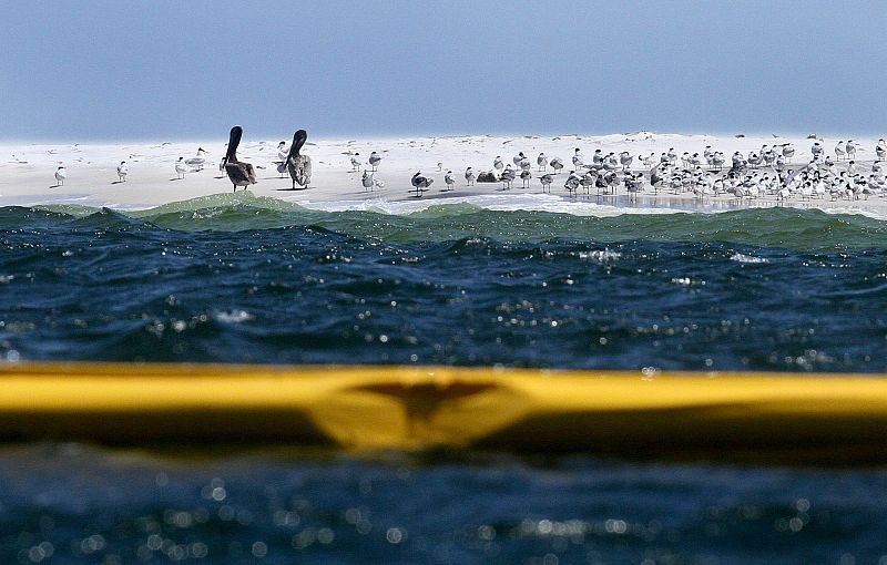 Dos pelícanos marrones, una de las especies amenazadas por el vertido, frente a las barreras flotantes instaladas para contener el petróleo.