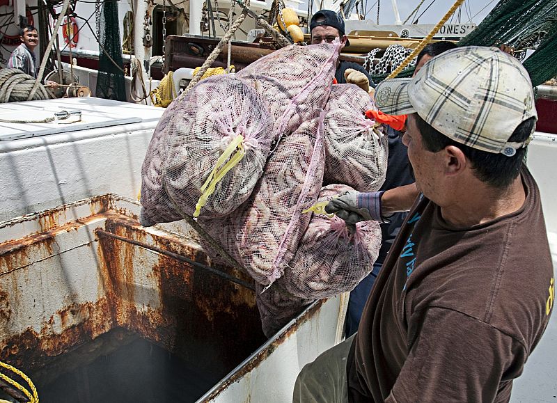 Employees of D&C Seafood unload what they expect to be the last of the shrimp catch at their facilities in Venice