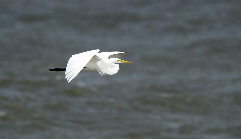 Una garza blanca, afectada por el vertido, sobrevuelva el río Mississippi.