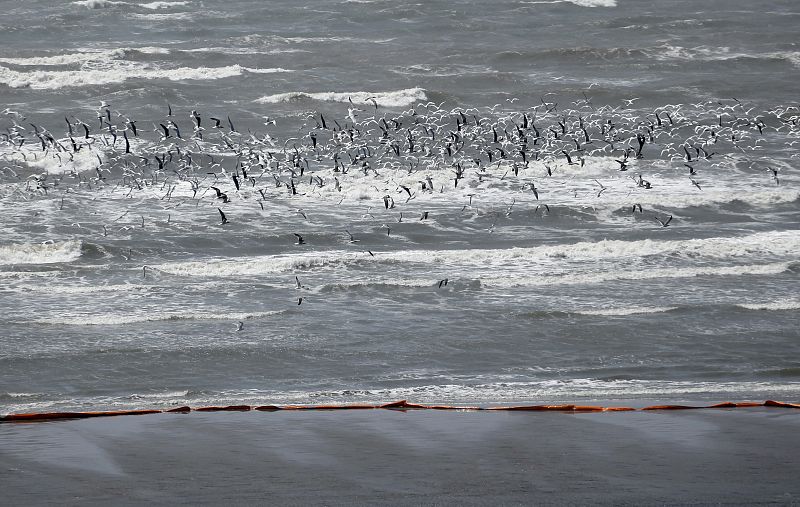 Cientos de pájaros vuelan rodeados por las barreras protectoras que intentan cercar el vertido de petróeleo en el Golfo de México.