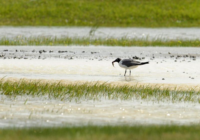 Una de las gaviotas afectadas por el vertido, buscando comida.