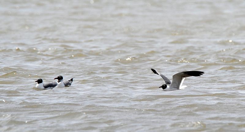 Tres gaviotas se bañan a la altura de Venus, Luisiana (EEUU)