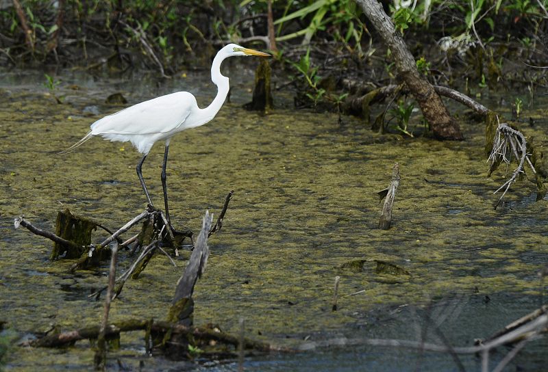 Una garza blanca en la ribera del río Mississippi.